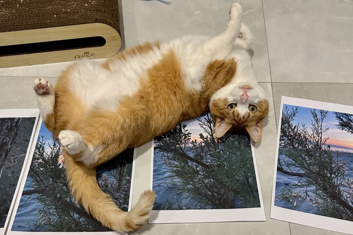 Photo of Zarema Khalilova's cat Misha